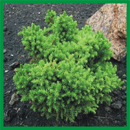 Cryptomeria japonica "Vilmoriana" - kryptoméria japonská